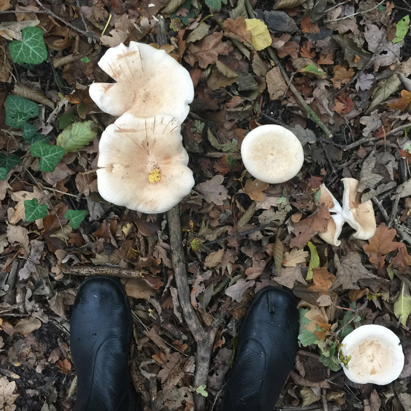 Pair of black boots in the woods with mushrooms
