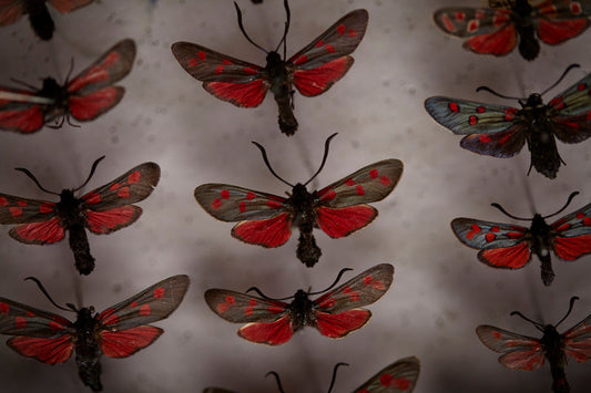 Tracey Neuls AW17 at Retrouvius | Tracey Neuls