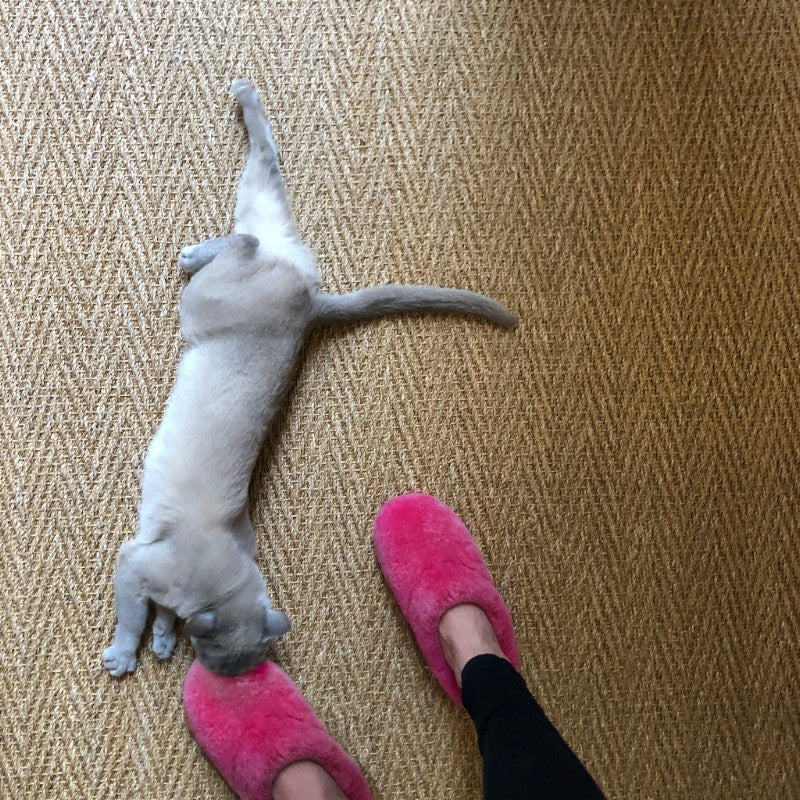 a light grey cat sprawled beside a woman's feet, wearing fuchsia pink shearling slippers